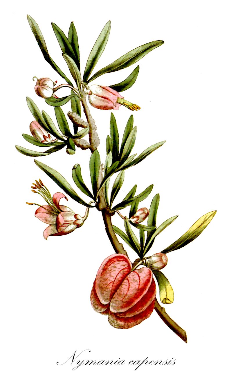 Nymania capensis - Meliaceae,Plantae,Pteridobiotina,Angiosperms,Sapindales,Meliaceae,Nymania,Nymania capensis,Aitonia capensis, Carruthia capensis,Chinesische Laterne;Nymanie