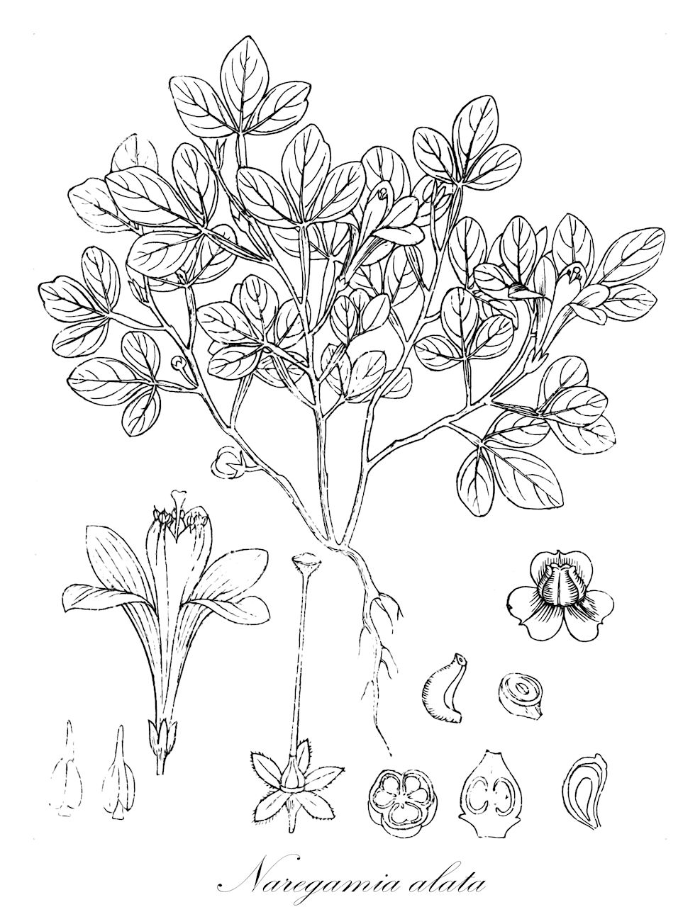 Naregamia alata - Meliaceae,Plantae,Pteridobiotina,Angiosperms,Sapindales,Meliaceae,Naregamia,Naregamia alata,Turraea alata