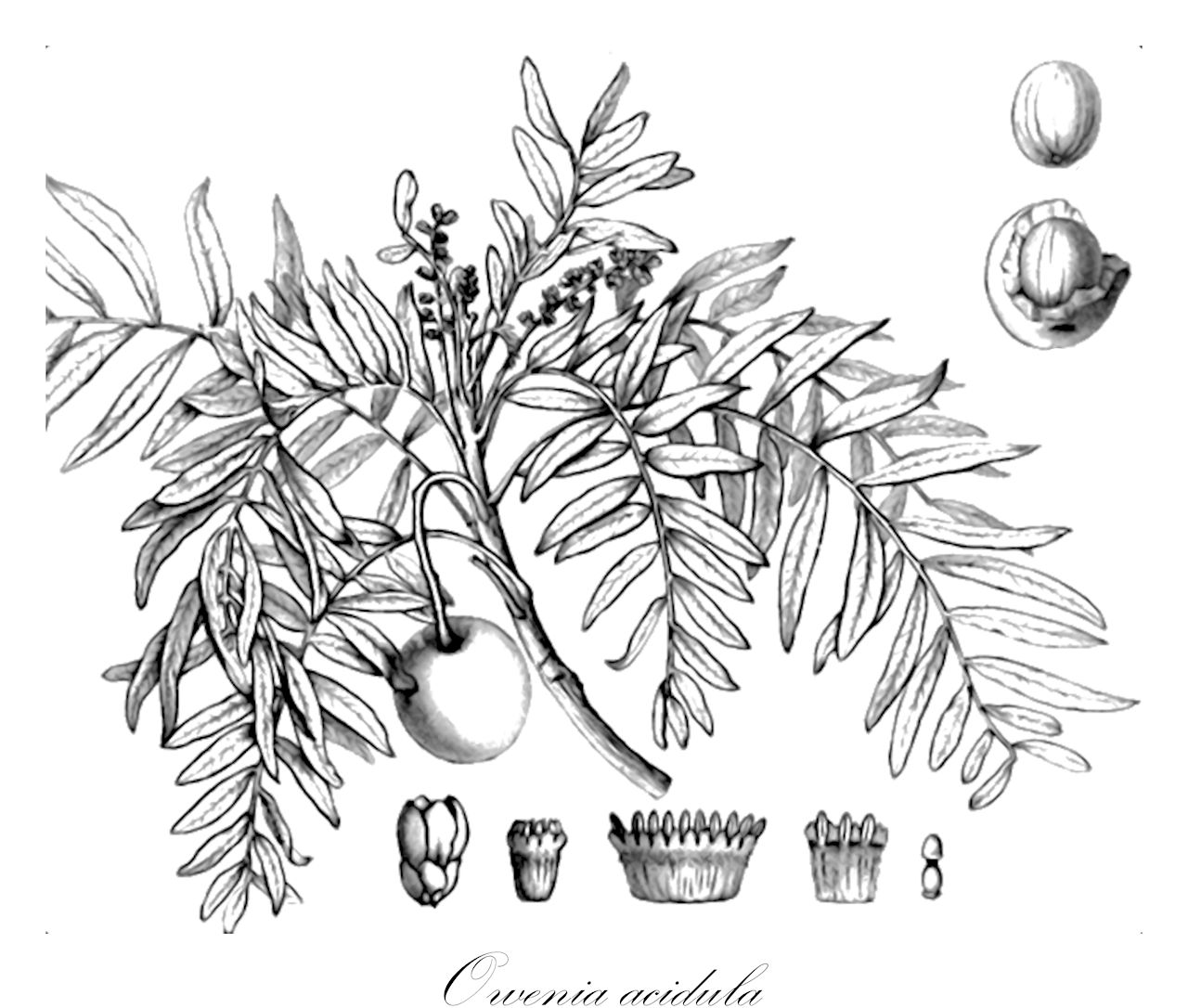 Owenia acidula - Meliaceae,Plantae,Pteridobiotina,Angiosperms,Sapindales,Meliaceae,Owenia,Owenia acidula