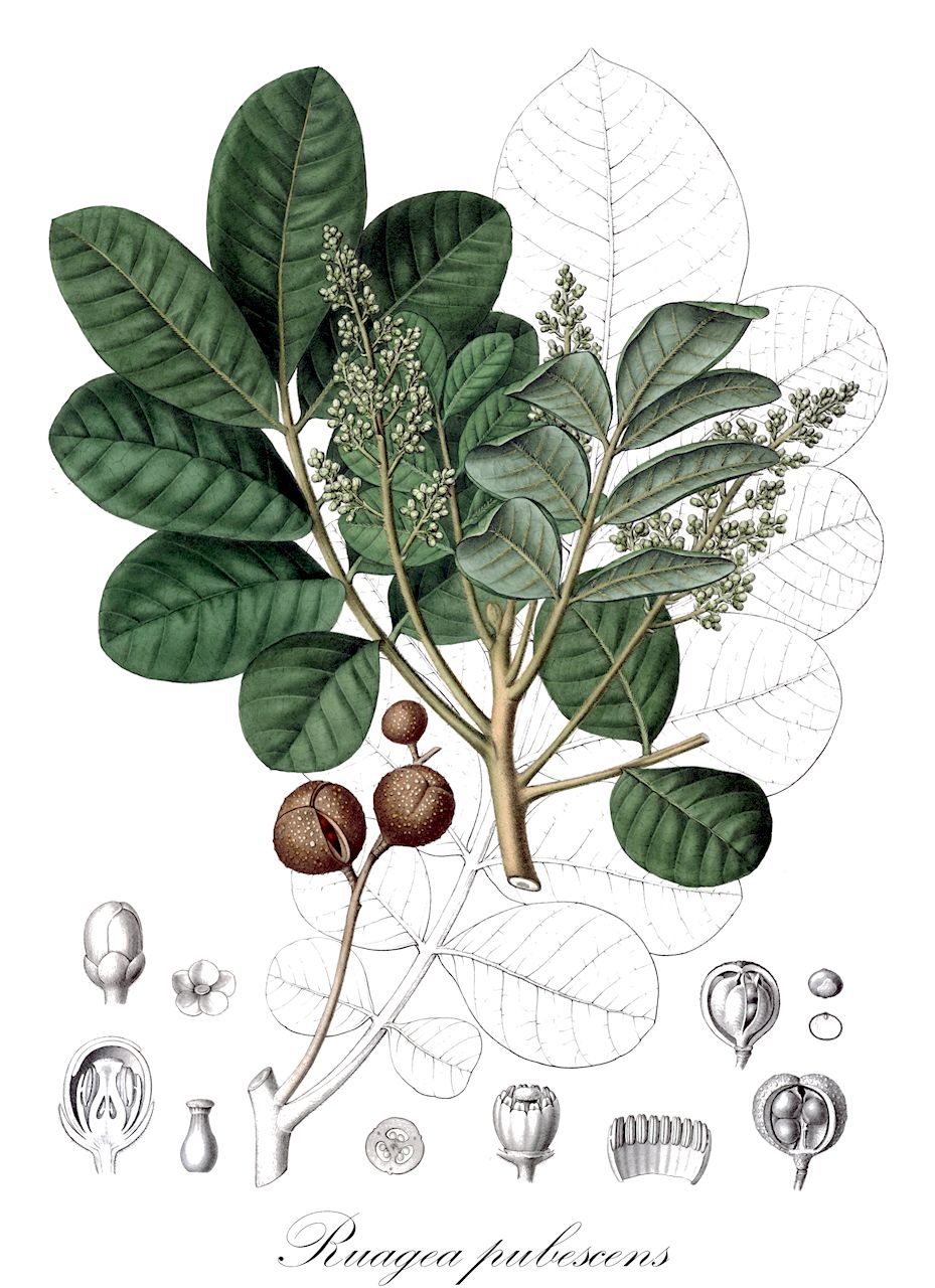 Ruagea pubescens - Meliaceae,Plantae,Pteridobiotina,Angiosperms,Sapindales,Meliaceae,Ruagea,Ruagea pubescens,Guarea mollicoma, Guarea pubescens, Guarea ruagea, Ruagea mollicoma