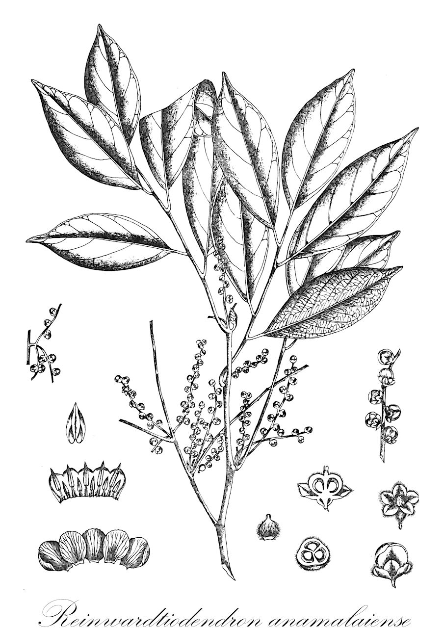Reinwardtiodendron anamalaiense - Meliaceae,Plantae,Pteridobiotina,Angiosperms,Sapindales,Meliaceae,Reinwardtiodendron,Reinwardtiodendron anamalaiense,Lansium anamalaiense