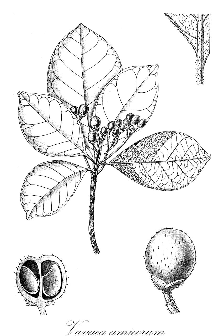 Vavaea amicorum - Meliaceae,Plantae,Pteridobiotina,Angiosperms,Sapindales,Meliaceae,Vavaea,Vavaea amicorum,Beilschmiedia brassii, Lamiofrutex papuanus, Vavaea archboldiana, Vavaea ardisioides, Vavaea australiana, Vavaea bantamensis, Vavaea bougainvillensis, Vavaea brevipedunculata, Vavaea chalmersii, Vavaea heterophylla, Vavaea kajewskii, Vavaea lamii, Vavaea ledermannii, Vavaea oligantha, Vavaea pachyphylla, Vavaea pauciflora, Vavaea pilosa, Vavaea retusa, Vavaea scaevoloides, Vavaea surigaoensis, Vavaea vitiensis