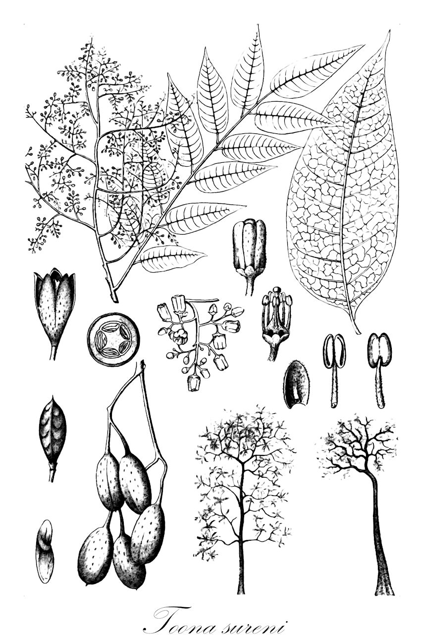 Toona sureni - Meliaceae,Plantae,Pteridobiotina,Angiosperms,Sapindales,Meliaceae,Toona,Toona sureni,Cedrela celebica, Cedrela febrifuga, Cedrela febrifuga var. assamensis, Cedrela febrifuga var. glabrior, Cedrela febrifuga var. pealii, Cedrela febrifuga var. verrucosa, Cedrela sureni, Cedrela toona var. henryi, Surenus febrifuga, Swietenia sureni, Toona ciliata var. candollei, Toona ciliata var. grandifoliola, Toona ciliata var. henryi, Toona ciliata var. henryi, Toona febrifuga, Toona hexandra var. pilistila, Toona sureni var. celebica, Toona sureni var. glabrior