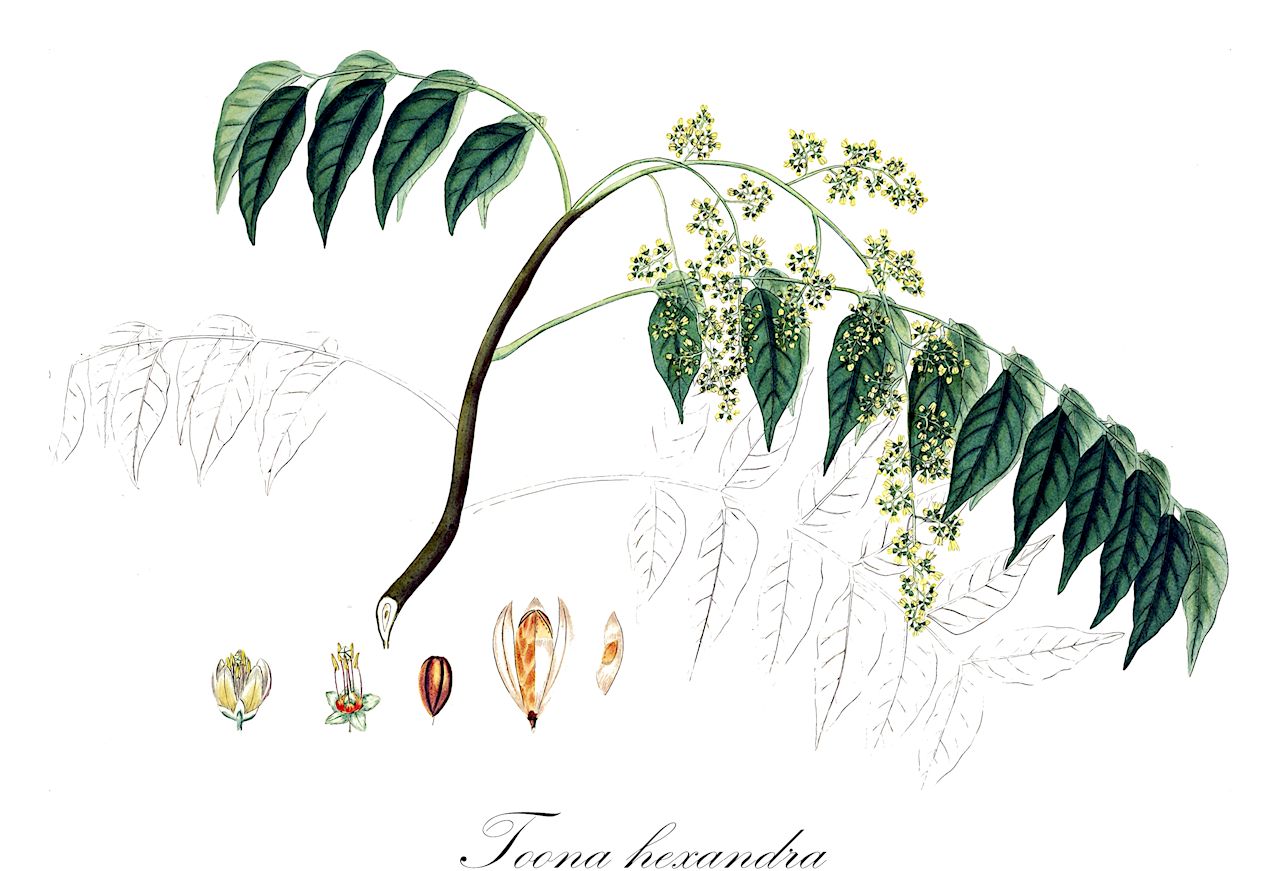 Toona hexandra - Meliaceae,Plantae,Pteridobiotina,Angiosperms,Sapindales,Meliaceae,Toona,Toona hexandra,Cedrela brevipetiolulata, Cedrela hainesii, Cedrela hexandra, Cedrela kingii, Cedrela mannii, Cedrela microcarpa, Cedrela mollis, Cedrela multijuga, Cedrela serrulata, Cedrela teysmannii, Cedrela toona, Cedrela toona var. australis, Cedrela toona var. grandiflora, Cedrela toona var. parviflora, Cedrela toona var. pubescens, Cedrela toona var. vestita, Cedrela velutina, Dracontomelon multijugum, Surenus australis, Surenus microcarpa, Surenus serrulata, Surenus teysmannii, Surenus toona, Toona australis, Toona ciliata var. australis, Toona ciliata var. brevipetiolulata, Toona ciliata var. hainesii, Toona ciliata var. mollis, Toona ciliata var. multijuga, Toona ciliata var. parviflora, Toona ciliata var. pilipetala, Toona ciliata var. pubescens, Toona ciliata var. sublaxiflora, Toona ciliata var. vestita, Toona hainesii, Toona hexandra subsp. velutina, Toona hexandra var. gamblei, Toona hexandra var. griffithiana, Toona hexandra var. haslettii, Toona hexandra var. kingii, Toona hexandra var. listeri, Toona hexandra var. mollis, Toona hexandra var. parviflora, Toona hexandra var. pubinervis, Toona kingii, Toona mannii, Toona microcarpa, Toona microcarpa var. pilipetala, Toona mollis, Toona serrulata, Toona sureni var. cochinchinensis, Toona sureni var. teysmannii, Toona ternatensis