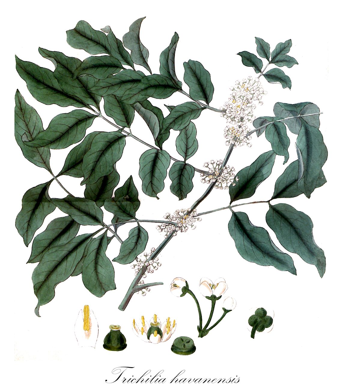 Trichilia havanensis - Meliaceae,Plantae,Pteridobiotina,Angiosperms,Sapindales,Meliaceae,Trichilia,Trichilia havanensis,Moschoxylum cuneatum, Moschoxylum odoratum, Trichilia bakeri, Trichilia davidsoniae, Trichilia donnell-smithii, Trichilia donnell-smithii var. uniovulata, Trichilia havanensis var. lanceolata, Trichilia havanensis var. multijuga, Trichilia havanensis var. pilipetala, Trichilia havanensis var. spatulata, Trichilia jamaicensis, Trichilia jamaicensis var. brevifolia, Trichilia laevis, Trichilia lehmannii, Trichilia minor, Trichilia moschata var. octandra, Trichilia moschata var. odorata, Trichilia odorata, Trichilia oerstediana