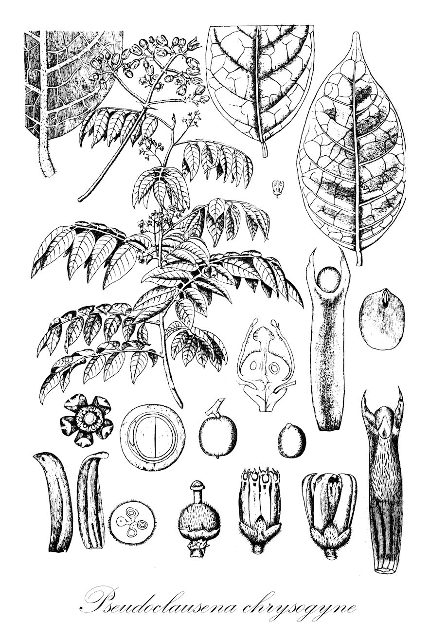 Pseudoclausena chrysogyne - Meliaceae,Plantae,Pteridobiotina,Angiosperms,Sapindales,Meliaceae,Pseudoclausena,Pseudoclausena chrysogyne,Cipadessa borneensis, Clausena chrysogyne, Walsura borneensis, Walsura brachybotrys, Walsura celebica, Walsura chrysogyne, Walsura glabra, Walsura hosei, Walsura multijuga