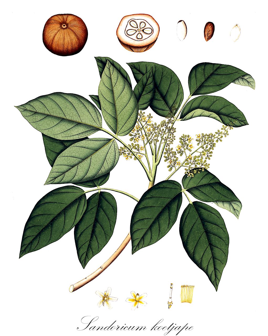 Sandoricum koetjape - Meliaceae,Plantae,Pteridobiotina,Angiosperms,Sapindales,Meliaceae,Sandoricum,Sandoricum koetjape,Azedarach edule, Melia koetjape, Sandoricum glaberrimum, Sandoricum harmandii, Sandoricum harmsianum, Sandoricum indicum, Sandoricum maingayi, Sandoricum nervosum, Sandoricum radiatum, Sandoricum serratum, Sandoricum ternatum, Sandoricum venosum, Sandoricum vidalii, Trichilia nervosa, Trichilia venosa