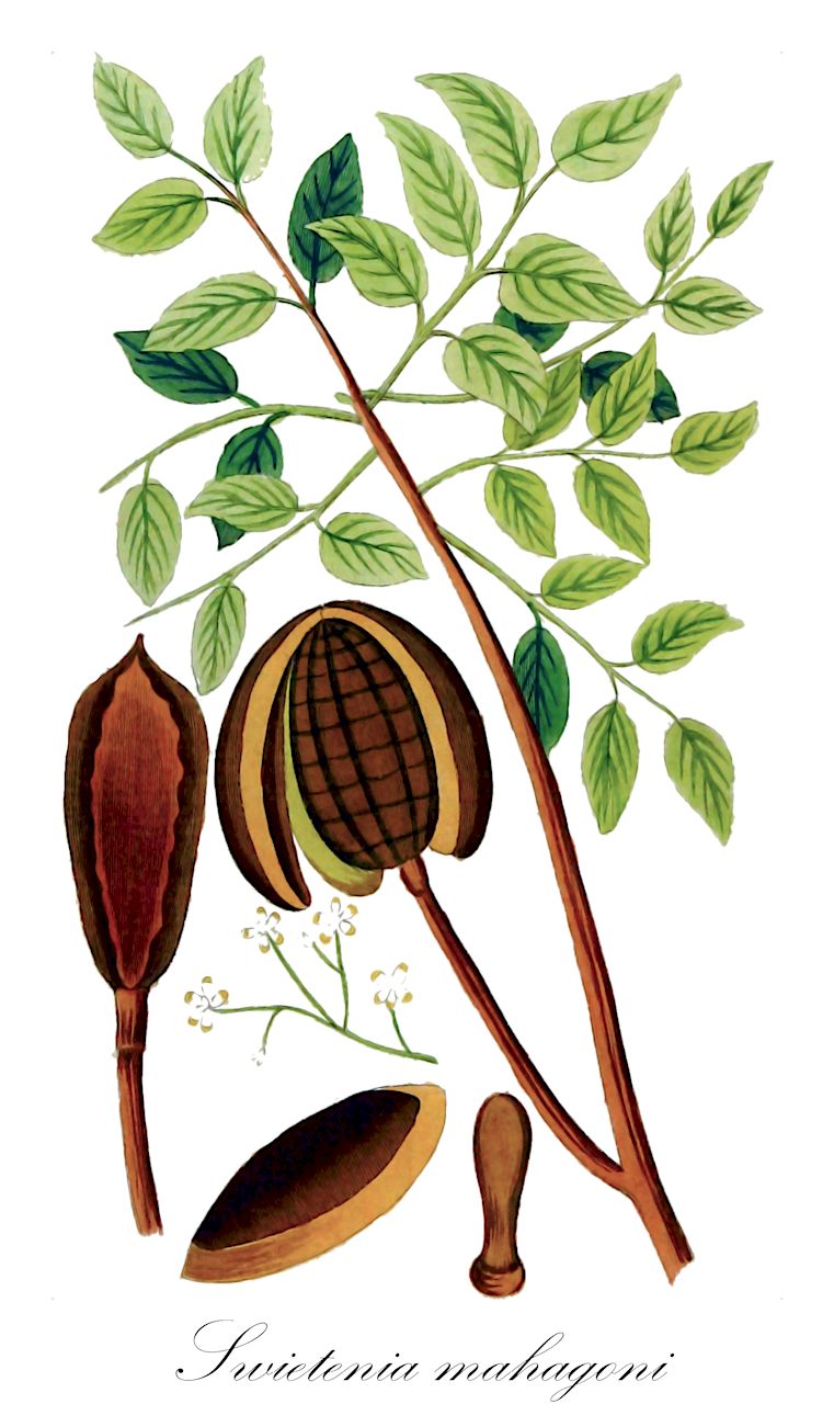 Swietenia mahagoni - Meliaceae,Plantae,Pteridobiotina,Angiosperms,Sapindales,Meliaceae,Swietenia,Swietenia mahagoni,Cedrela mahagoni, Swietenia acutifolia, Swietenia fabrilis, Swietenia mahagoni var. praecociflora, Swietenia mahogani, Swietenia mahogoni,Echter Mahagonibaum;Westindisches Mahagoni