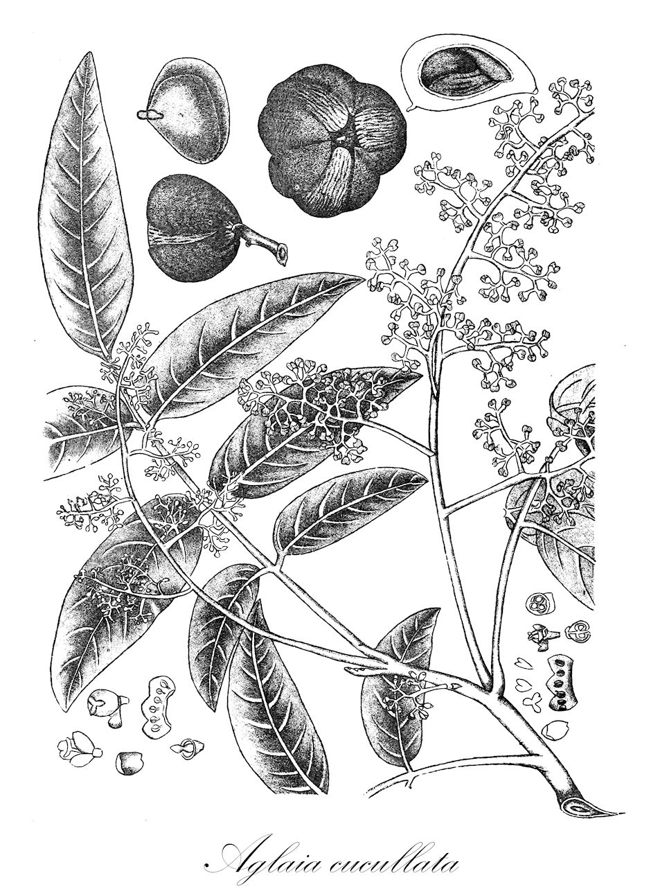 Aglaia cucullata - Meliaceae,Plantae,Pteridobiotina,Angiosperms,Sapindales,Meliaceae,Aglaia,Aglaia cucullata,Aglaia tripetala, Amoora aherniana, Amoora auriculata, Amoora conduplifolia, Amoora cucullata, Amoora laxa, Andersonia cucullata, Aphanamixis cucullata, Buchanania paniculata, Buchanania spicata, Sphaerosacme paniculata