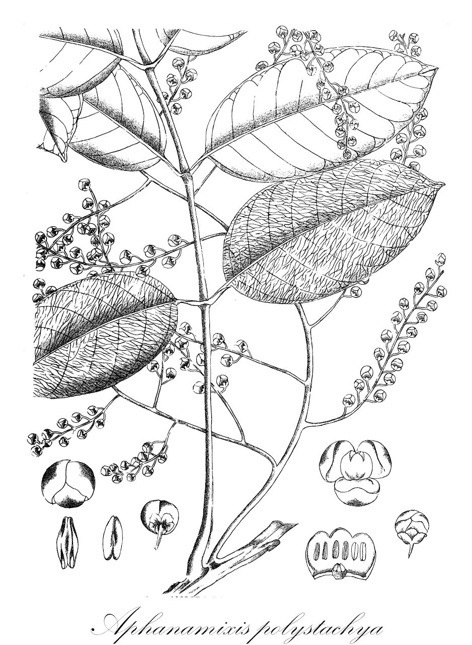 Aphanamixis polystachya - Meliaceae,Plantae,Pteridobiotina,Angiosperms,Sapindales,Meliaceae,Aphanamixis,Aphanamixis polystachya,Aglaia aphanamixis, Aglaia beddomei, Aglaia cochinchinensis, Aglaia janowskyi, Aglaia polystachya, Alliaria cuneata, Amoora amboinensis, Amoora aphanamixis, Amoora beddomei, Amoora cumingiana, Amoora elmeri, Amoora grandifolia, Amoora janowskyi, Amoora macrophylla, Amoora megalophylla, Amoora myrmecophila, Amoora perrottetiana, Amoora polillensis, Amoora polystachya, Amoora sogerensis, Amoora timorensis, Andersonia rohituka, Aphanamixis agusanensis, Aphanamixis amboinensis, Aphanamixis apoensis, Aphanamixis blumei, Aphanamixis cochinchinensis, Aphanamixis coriacea, Aphanamixis cumingiana, Aphanamixis davaoensis, Aphanamixis elmeri, Aphanamixis grandifolia, Aphanamixis lauterbachii, Aphanamixis macrocalyx, Aphanamixis myrmecophila, Aphanamixis obliquifolia, Aphanamixis perrottetiana, Aphanamixis pinatubensis, Aphanamixis polillensis, Aphanamixis rohituka, Aphanamixis schlechteri, Aphanamixis sinensis, Aphanamixis timorensis, Aphanamixis tripetala, Aphanamixis velutina, Cabralea richardiana, Canarium vrieseo-teysmannii, Chuniodendron spicatum, Chuniodendron yunnanense, Dysoxylum cuneatum, Dysoxylum spiciflorum, Epicharis cuneata, Ricinocarpodendron cumingianum, Ricinocarpodendron polystachyum, Sphaerosacme polystachya, Trichilia tripetala