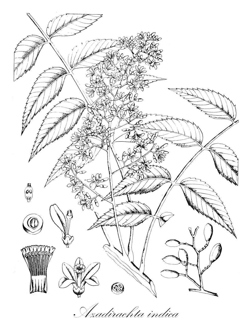 Azadirachta indica - Meliaceae,Plantae,Pteridobiotina,Angiosperms,Sapindales,Meliaceae,Azadirachta,Azadirachta indica,Antelaea azadirachta, Antelaea canescens, Antelaea javanica, Azadirachta indica subsp. vartakii, Azadirachta indica var. minor, Azadirachta indica var. siamensis, Melia azadirachta, Melia fraxinifolia, Melia hasskarlii, Melia indica, Melia parviflora, Melia pinnata
