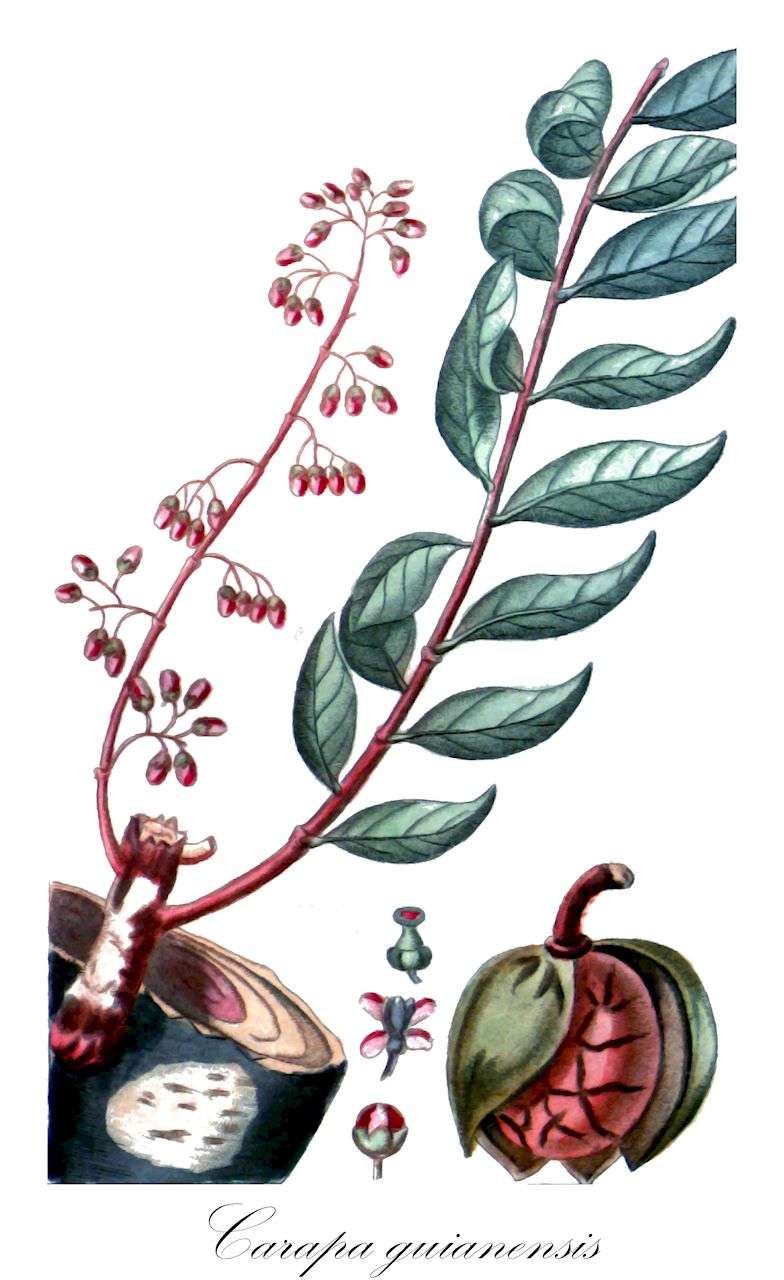 Carapa guianensis - Meliaceae,Plantae,Pteridobiotina,Angiosperms,Sapindales,Meliaceae,Carapa,Carapa guianensis,Carapa latifolia, Carapa macrocarpa, Granatum guianense, Guarea mucronulata, Persoonia guareoides, Xylocarpus carapa, Xylocarpus guineensis