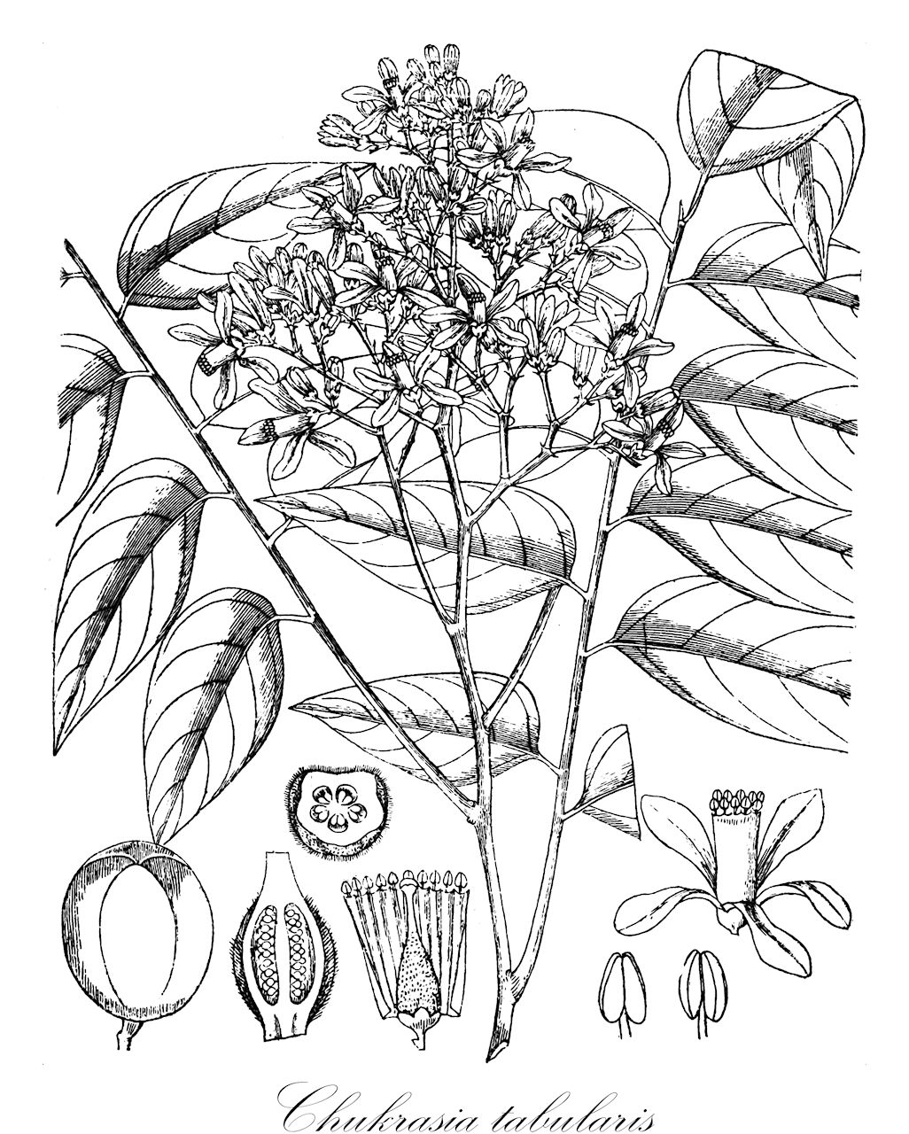 Chukrasia tabularis - Meliaceae,Plantae,Pteridobiotina,Angiosperms,Sapindales,Meliaceae,Chukrasia,Chukrasia tabularis,Cedrela villosa, Chukrasia chickrassa, Chukrasia nimmonii, Chukrasia tabularis var. dongnaiensis, Chukrasia tabularis var. macrocarpa, Chukrasia tabularis var. microcarpa, Chukrasia tabularis var. tabularis, Chukrasia tabularis var. velutina, Chukrasia trilocularis, Chukrasia velutina, Chukrasia velutina var. dongnaiensis, Chukrasia velutina var. macrocarpa, Chukrasia velutina var. microcarpa, Dysoxylum esquirolii, Surenus velutina, Swietenia trilocularis, Swietenia velutina, Swietenia villosa, Toona velutina, Toona villosa