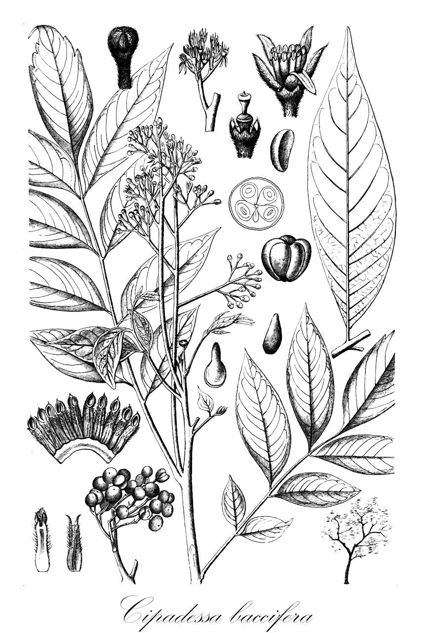 Cipadessa baccifera - Meliaceae,Plantae,Pteridobiotina,Angiosperms,Sapindales,Meliaceae,Cipadessa,Cipadessa baccifera,Cipadessa baccifera var. sinensis, Cipadessa cinerascens, Cipadessa fruticosa, Cipadessa fruticosa var. cinerascens, Cipadessa sinensis, Cipadessa sinensis, Cipadessa subscandens, Cipadessa warburgii, Ekebergia indica, Ekebergia indica, Mallea integerrima, Mallea rothii, Mallea subscandens, Melia baccifera, Rhus blinii