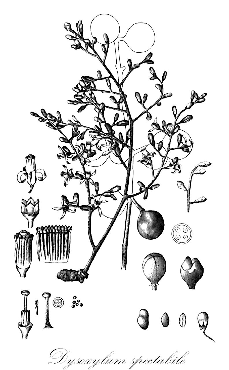 Dysoxylum spectabile - Meliaceae,Plantae,Pteridobiotina,Angiosperms,Sapindales,Meliaceae,Dysoxylum,Dysoxylum spectabile,Alliaria spectabilis, Hartighsea spectabilis, Trichilia spectabilis