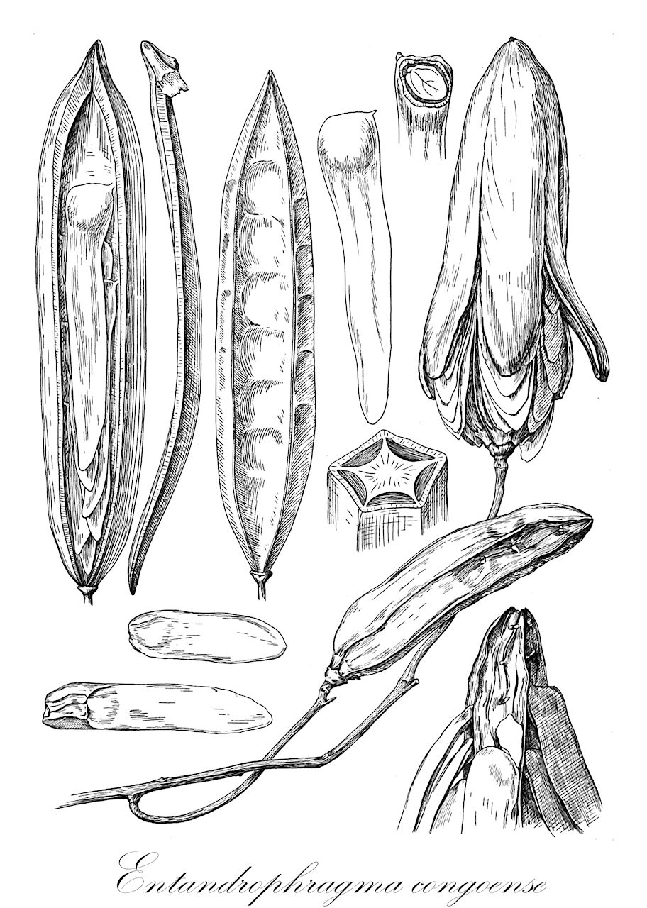 Entandrophragma congoense - Meliaceae,Plantae,Pteridobiotina,Angiosperms,Sapindales,Meliaceae,Entandrophragma,Entandrophragma congoense,Leioptyx congoensis