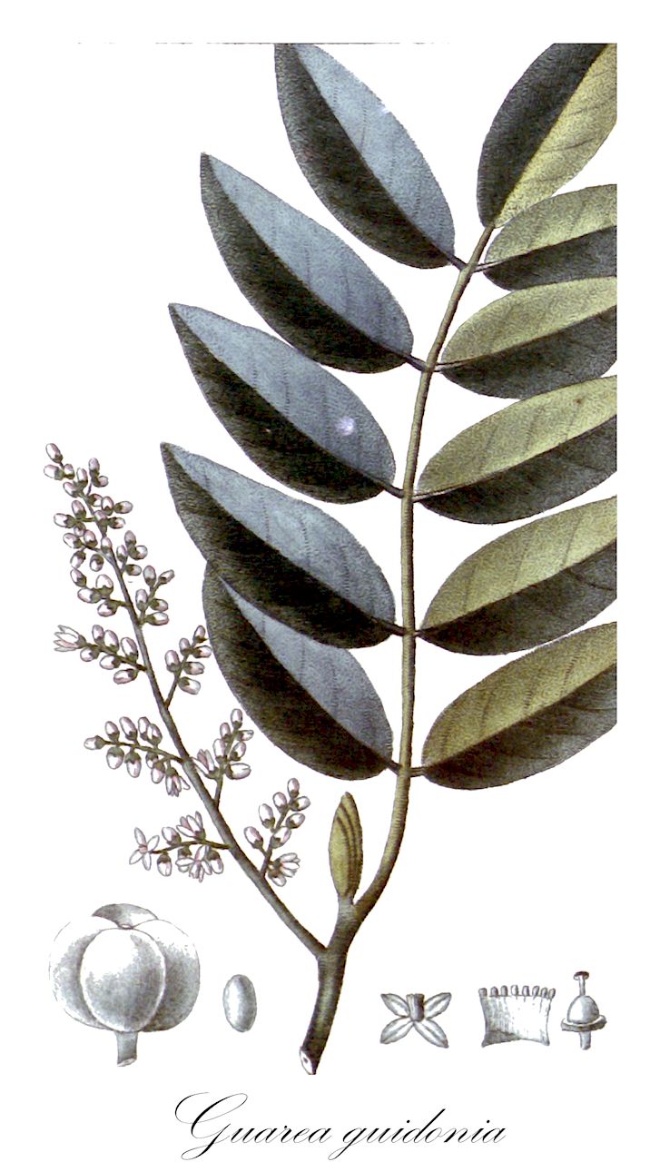 Guarea guidonia - Meliaceae,Plantae,Pteridobiotina,Angiosperms,Sapindales,Meliaceae,Guarea,Guarea guidonia,Casearia guidonia, Guarea alba, Guarea alternans, Guarea andreana, Guarea aubletii, Guarea bilibil, Guarea brachystachya, Guarea cabirme, Guarea campestris, Guarea eggersii, Guarea francavillana, Guarea grandifolia, Guarea guara, Guarea leticiana, Guarea multiflora, Guarea multijuga, Guarea parva, Guarea puberula, Guarea pungans, Guarea purgans, Guarea racemiformis, Guarea rubescens, Guarea rubricalyx, Guarea rubrisepala, Guarea rusbyi, Guarea surinamensis, Guarea sylvestris, Guarea trichilioides, Guarea trichilioides var. brachystachya, Guarea trichilioides var. colombiana, Guarea trichilioides var. decandra, Guarea trichilioides var. pallida, Guarea tuberculata var. purgans, Guarea xiroresana, Melia guara, Samyda guidonia, Sycocarpus rusbyi, Trichilia aubletii, Trichilia guara