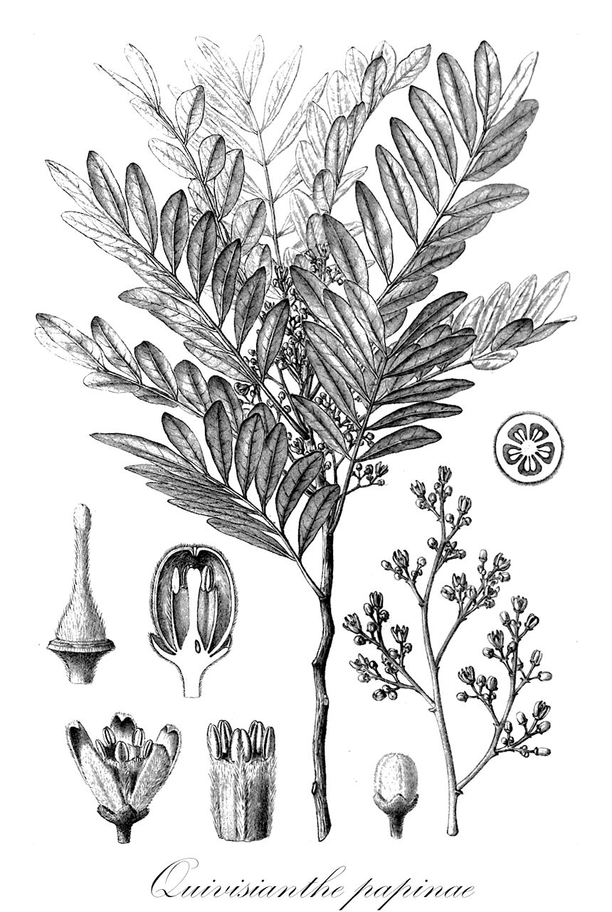 Quivisianthe papinae - Meliaceae,Plantae,Pteridobiotina,Angiosperms,Sapindales,Meliaceae,Quivisianthe,Quivisianthe papinae