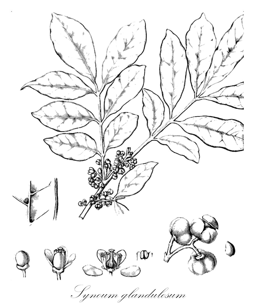 Synoum glandulosum - Meliaceae,Plantae,Pteridobiotina,Angiosperms,Sapindales,Meliaceae,Synoum,Synoum glandulosum,Trichilia glandulosa, Trichilia octandra