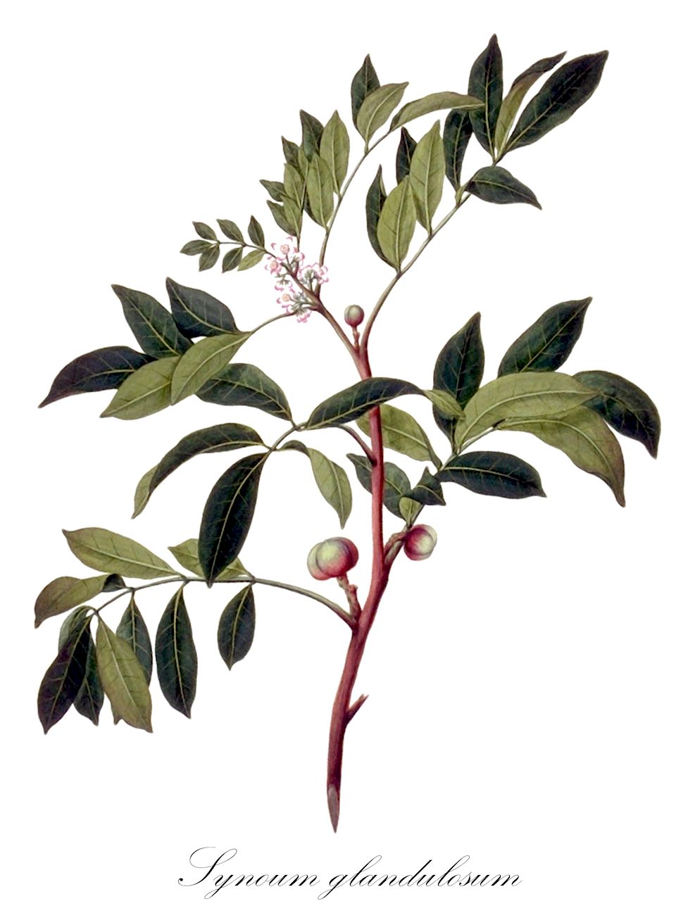 Synoum glandulosum - Meliaceae,Trichilia glandulosa, Trichilia octandra,Plantae,Pteridobiotina,Angiosperms,Sapindales,Meliaceae,Synoum,Synoum glandulosum