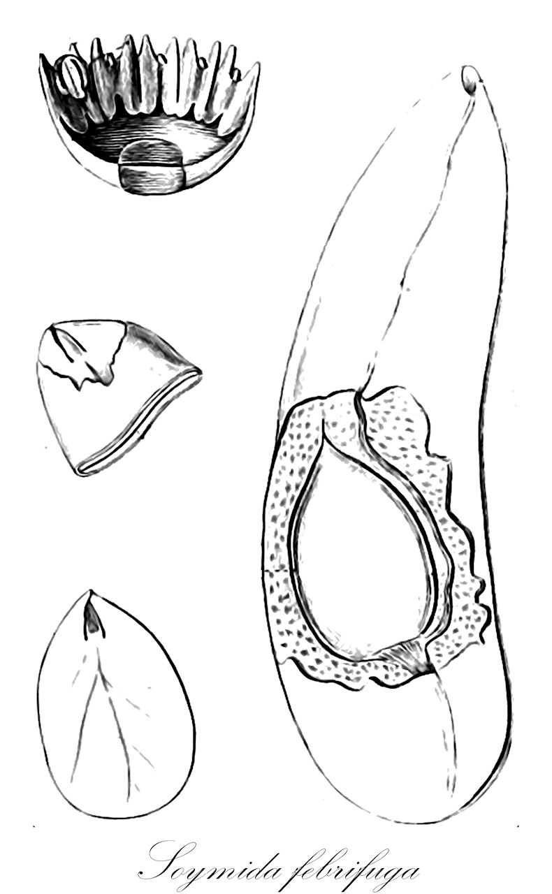 Soymida febrifuga - Meliaceae,Plantae,Pteridobiotina,Angiosperms,Sapindales,Meliaceae,Soymida,Soymida febrifuga,Swietenia febrifuga, Swietenia obtusifolia, Swietenia soymida