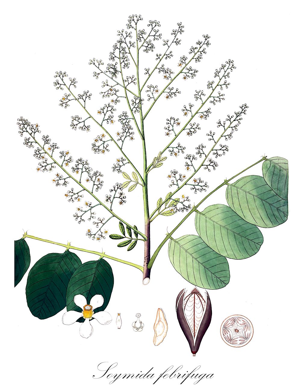 Soymida febrifuga - Meliaceae,Plantae,Pteridobiotina,Angiosperms,Sapindales,Meliaceae,Soymida,Soymida febrifuga,Swietenia febrifuga, Swietenia obtusifolia, Swietenia soymida