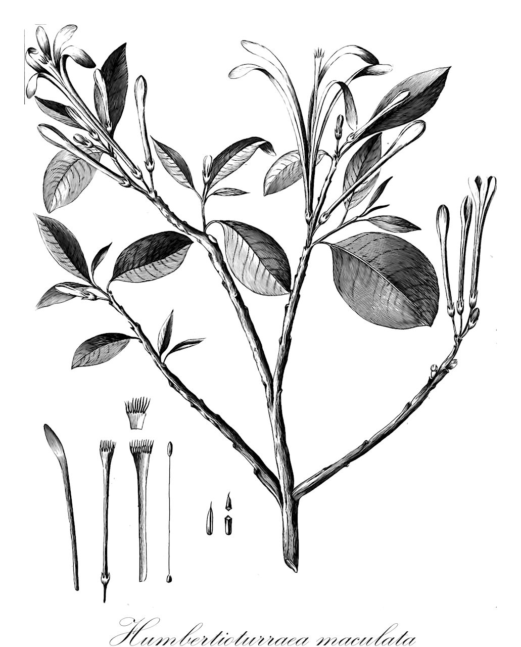 Humbertioturraea maculata - Meliaceae,Plantae,Pteridobiotina,Angiosperms,Sapindales,Meliaceae,Humbertioturraea,Humbertioturraea maculata,Rutaea maculata, Turraea glabra, Turraea maculata