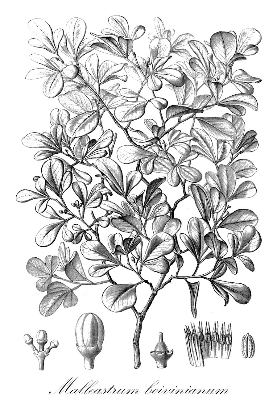 Malleastrum boivinianum - Meliaceae,Plantae,Pteridobiotina,Angiosperms,Sapindales,Meliaceae,Malleastrum,Malleastrum boivinianum,Cipadessa boiviniana