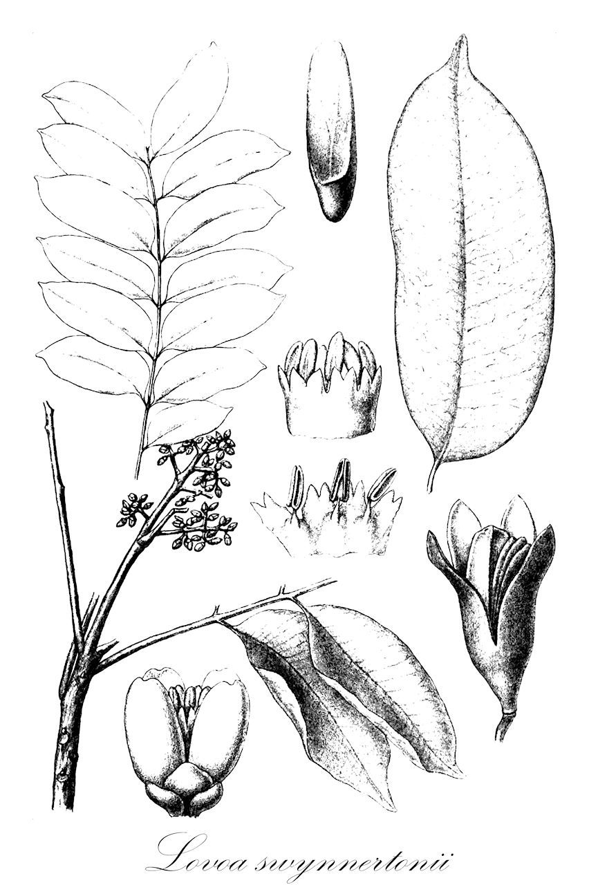 Lovoa swynnertonii - Meliaceae,Plantae,Pteridobiotina,Angiosperms,Sapindales,Meliaceae,Lovoa,Lovoa swynnertonii