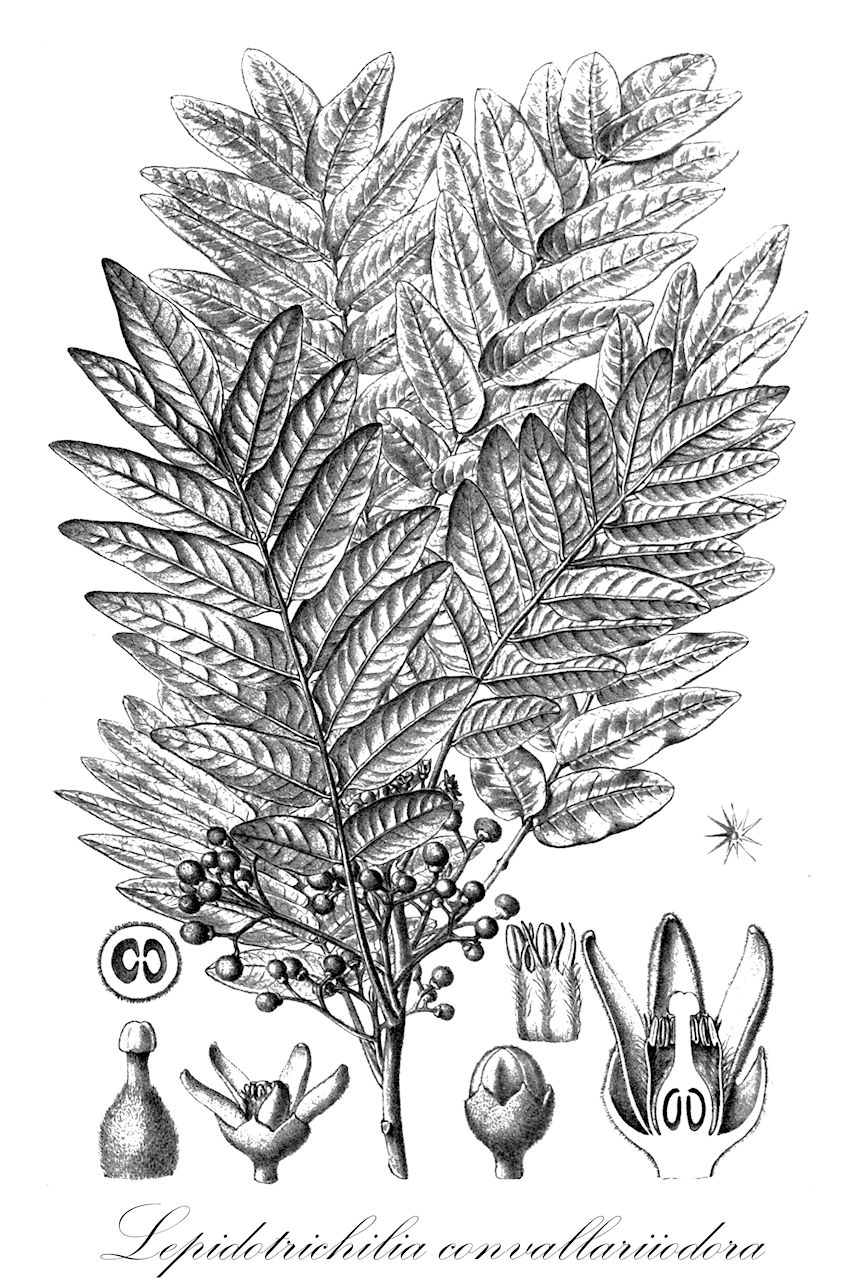 Lepidotrichilia convallariiodora - Meliaceae,Plantae,Pteridobiotina,Angiosperms,Sapindales,Meliaceae,Lepidotrichilia,Lepidotrichilia convallariiodora
