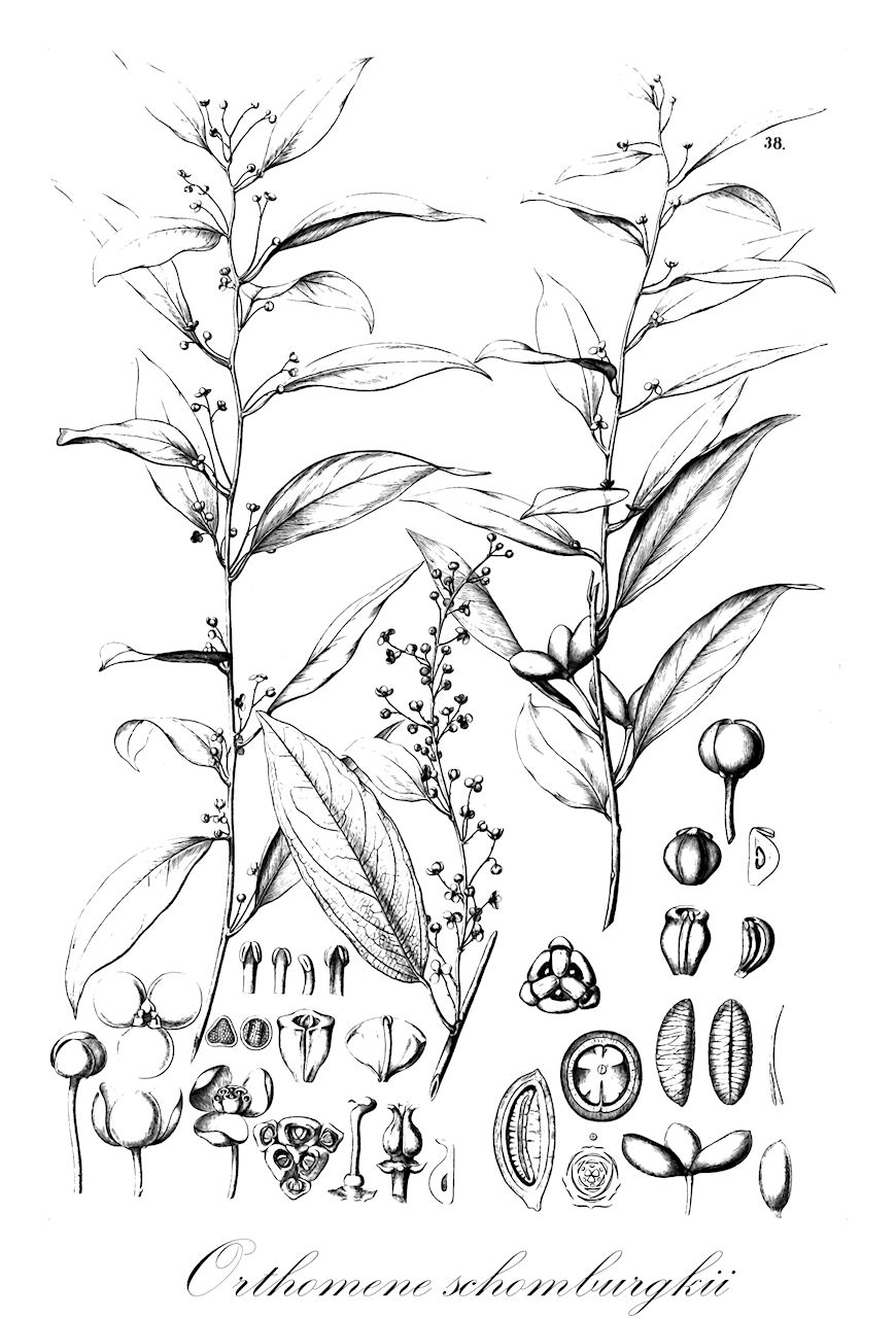 Orthomene schomburgkii - Menispermaceae,Plantae,Pteridobiotina,Angiosperms,Ranunculales,Menispermaceae,Orthomene,Orthomene schomburgkii,Anomospermum hostmannii, Anomospermum lucidum, Anomospermum oblongatum, Anomospermum schomburgkii, Anomospermum schomburgkii var. lucidum