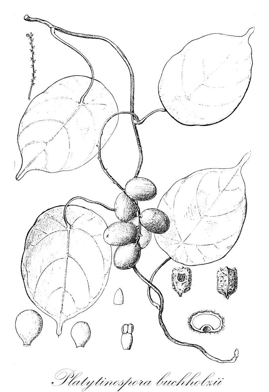 Platytinospora buchholzii - Menispermaceae,Plantae,Pteridobiotina,Angiosperms,Ranunculales,Menispermaceae,Platytinospora,Platytinospora buchholzii,Tinospora buchholzii