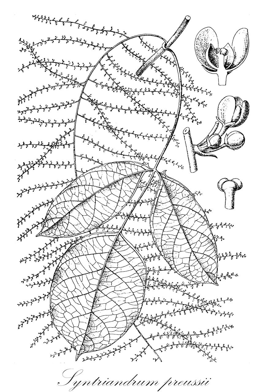 Syntriandrum preussii - Menispermaceae,Plantae,Pteridobiotina,Angiosperms,Ranunculales,Menispermaceae,Syntriandrum,Syntriandrum preussii,Syntriandrium cordatum, Syntriandrium dinklagei, Syntriandrium edentatum
