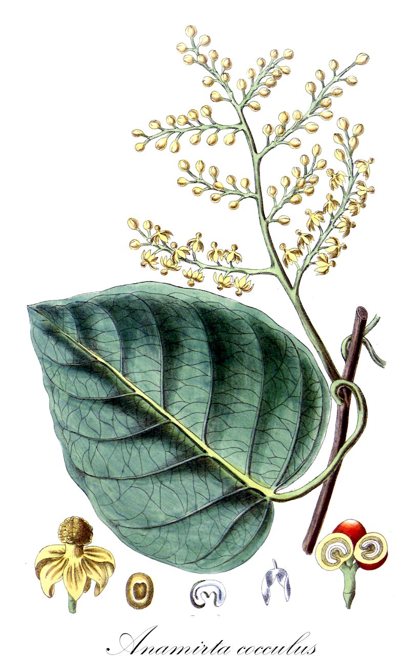 Anamirta cocculus - Menispermaceae,Plantae,Pteridobiotina,Angiosperms,Ranunculales,Menispermaceae,Anamirta,Anamirta cocculus,Anamirta baueriana, Anamirta jucunda, Anamirta paniculata, Anamirta populifolia, Anamirta racemosa, Anamirta toxifera, Cocculus indicus, Cocculus lacunosus, Cocculus populifolius, Cocculus suberosus, Menispermum cocculiferum, Menispermum cocculus, Menispermum heteroclitum, Menispermum lacunosum, Menispermum monadelphum, Menispermum populifolium, Tinospora lacunosus,Kokkelspflanze;Scheinmyrte