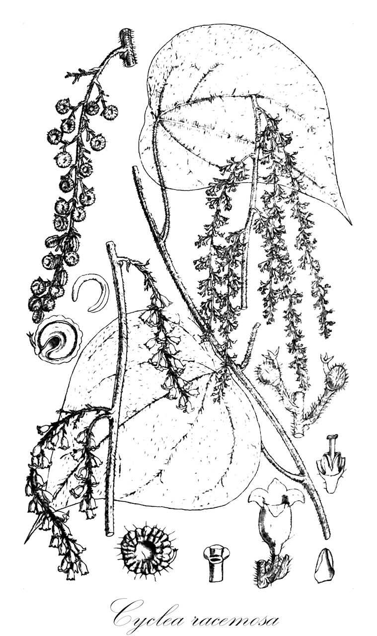 Cyclea racemosa - Menispermaceae,Plantae,Pteridobiotina,Angiosperms,Ranunculales,Menispermaceae,Cyclea,Cyclea racemosa,Cyclea racemosa f. emeiensis, Cyclea racemosa f. racemosa
