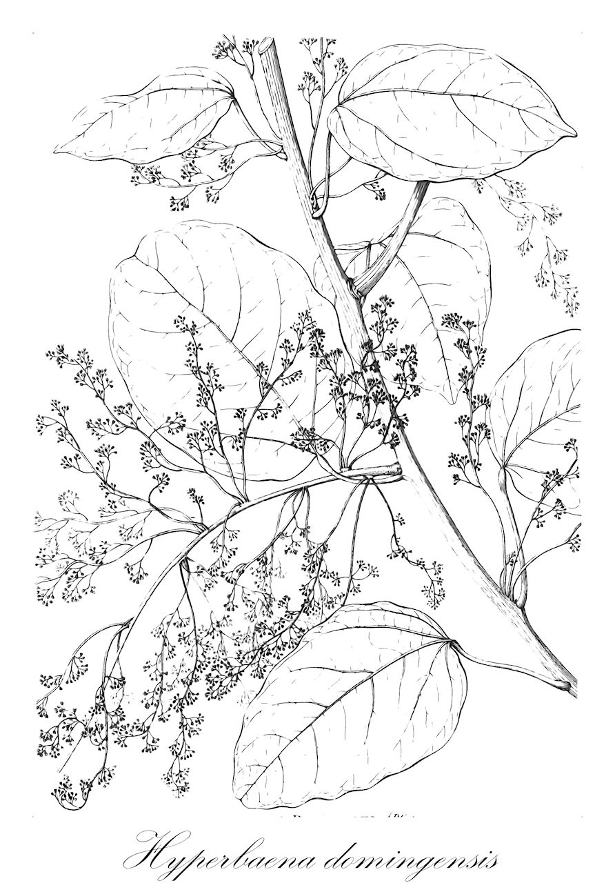 Hyperbaena domingensis - Menispermaceae,Anelasma domingense, Anelasma jamaicense, Anelasma minutiflora, Anelasma minutiflorum, Cocculus domingensis, Cocculus paniculiger, Hyperbaena graciliflora, Hyperbaena hostmannii, Hyperbaena moricandii, Hyperbaena nemoralis, Hyperbaena reticulata, Hyperbaena retinervis, Hyperbaena rotundiuscula, Hyperbaena tweediei, Menispermum domingense, Pachygone domingensis, Pachygone graciliflora,Plantae,Pteridobiotina,Angiosperms,Ranunculales,Menispermaceae,Hyperbaena,Hyperbaena domingensis