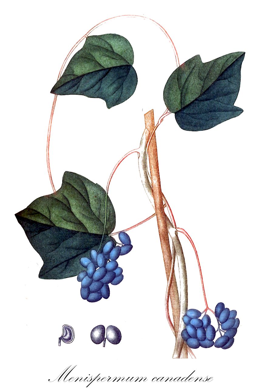 Menispermum canadense - Menispermaceae,Plantae,Pteridobiotina,Angiosperms,Ranunculales,Menispermaceae,Menispermum,Menispermum canadense,Cissampelos smilacina, Menispermum angulatum, Menispermum canadense var. lobatum, Menispermum dahuricum var. mexicanum, Menispermum mexicanum, Menispermum smilacinum, Otamplis vitifolia,Mondsamen;canada moonseed;ménisperme du canada;moonseed;raison de couleuvre