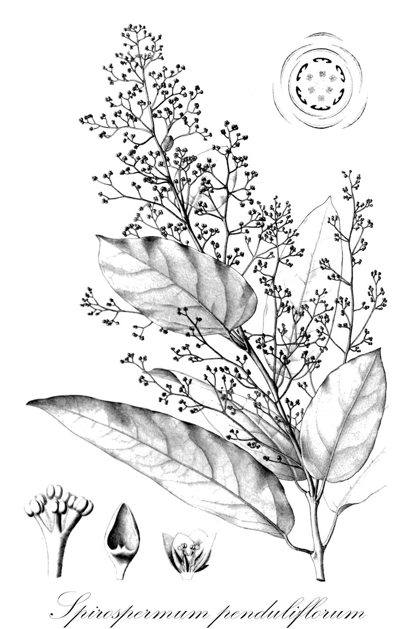 Spirospermum penduliflorum - Menispermaceae,Plantae,Pteridobiotina,Angiosperms,Ranunculales,Menispermaceae,Spirospermum,Spirospermum penduliflorum,Cocculus milleflorus, Cocculus multiflorus, Menispermum milleflorum, Menispermum multiflorum