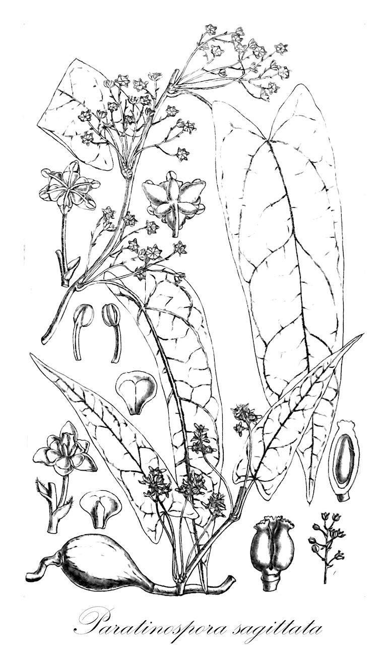 Paratinospora sagittata - Menispermaceae,Plantae,Pteridobiotina,Angiosperms,Ranunculales,Menispermaceae,Paratinospora,Paratinospora sagittata,Limacia sagittata, Tinospora capillipes, Tinospora craveniana, Tinospora imbricata, Tinospora intermedia, Tinospora sagittata, Tinospora sagittata var. craveniana, Tinospora sagittata var. leucocarpa, Tinospora sagittata var. yunnanensis, Tinospora szechuanensis, Tinospora yunnanensis