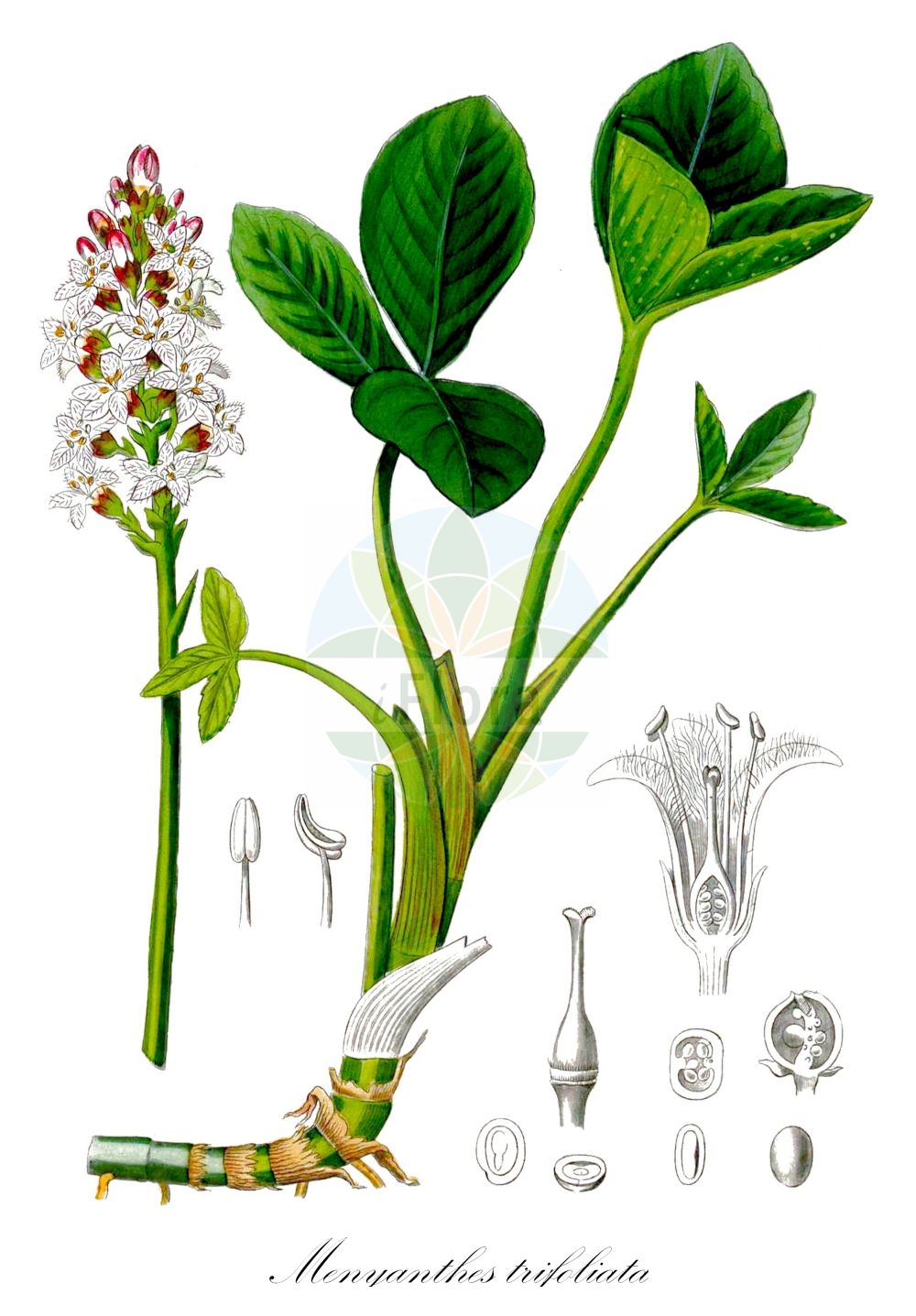Menyanthes trifoliata - Menyanthaceae,Plantae,Pteridobiotina,Angiosperms,Asterales,Menyanthaceae,Menyanthes,Menyanthes trifoliata,Menyanthes americana, Menyanthes latifolia, Menyanthes palustris, Menyanthes paradoxa, Menyanthes tridentata, Menyanthes trifoliata f. brevistyla, Menyanthes trifoliata f. macrophylla, Menyanthes trifoliata f. microphylla, Menyanthes trifoliata subsp. verna, Menyanthes trifoliata var. minor, Menyanthes trifoliata var. paradoxa, Menyanthes trifoliata var. trifoliata, Menyanthes trifolium, Menyanthes verna,Fieberklee;Bitterklee;Biberklee;Sumpfklee;Zottenblume;bogbean;buckbean;common bogbean;marsh trefoil;Trèfle d'eau;trèfle des marais;ményanthe trifoliée;ményanthe à trois folioles;ményanthe trifolié;trebol de agua;menianto;fibrino;trébol acuático;trébol de agua;trébol de castor;Trifoglio fibrino;trifoglione d'acqua;sacarfano;menianto;knickend nagelkruid;waterdrieblad;trevo-de-água;fava-de-água;fava-dos-pântanos;faveira-de-água;menianto;trevo-dos-charcos;trifólio-fibrino;вахта трёхлистная;suyoncası;meniantë;tërfili i kënetave;trèvol d'aigua;močvarna trolistica;knapp-vädd;vanlig vattenklöver;vattenklöver;bukkeblad;bobrek trójlistkowy;mitsuga-shiwa;ミツガシワ;navadni mrzličnik;vidrafű;vachta trojlistá;trifoiște;vachta trojlistá;бобівник трилистий;водна детелина;ubaleht;trejlapu puplaksis;bukkeblad;raate;horblaðka;горки тролист;горска грчица;горчица;дугостапна тролистица;trilapis puplaiškis;shuì cài;睡菜