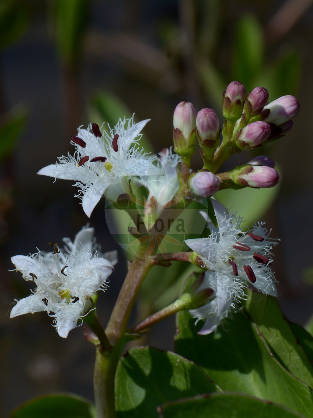 Menyanthes trifoliata - Menyanthaceae,Plantae,Pteridobiotina,Angiosperms,Asterales,Menyanthaceae,Menyanthes,Menyanthes trifoliata,Menyanthes americana, Menyanthes latifolia, Menyanthes palustris, Menyanthes paradoxa, Menyanthes tridentata, Menyanthes trifoliata f. brevistyla, Menyanthes trifoliata f. macrophylla, Menyanthes trifoliata f. microphylla, Menyanthes trifoliata subsp. verna, Menyanthes trifoliata var. minor, Menyanthes trifoliata var. paradoxa, Menyanthes trifoliata var. trifoliata, Menyanthes trifolium, Menyanthes verna,Fieberklee;Bitterklee;Biberklee;Sumpfklee;Zottenblume;bogbean;buckbean;common bogbean;marsh trefoil;Trèfle d'eau;trèfle des marais;ményanthe trifoliée;ményanthe à trois folioles;ményanthe trifolié;trebol de agua;menianto;fibrino;trébol acuático;trébol de agua;trébol de castor;Trifoglio fibrino;trifoglione d'acqua;sacarfano;menianto;knickend nagelkruid;waterdrieblad;trevo-de-água;fava-de-água;fava-dos-pântanos;faveira-de-água;menianto;trevo-dos-charcos;trifólio-fibrino;вахта трёхлистная;suyoncası;meniantë;tërfili i kënetave;trèvol d'aigua;močvarna trolistica;knapp-vädd;vanlig vattenklöver;vattenklöver;bukkeblad;bobrek trójlistkowy;mitsuga-shiwa;ミツガシワ;navadni mrzličnik;vidrafű;vachta trojlistá;trifoiște;vachta trojlistá;бобівник трилистий;водна детелина;ubaleht;trejlapu puplaksis;bukkeblad;raate;horblaðka;горки тролист;горска грчица;горчица;дугостапна тролистица;trilapis puplaiškis;shuì cài;睡菜