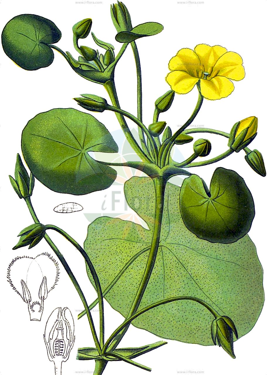 Nymphoides peltata - Menyanthaceae,Plantae,Pteridobiotina,Angiosperms,Asterales,Menyanthaceae,Nymphoides,Nymphoides peltata,Limnanthemum nymphoides, Limnanthemum peltatum, Limnanthes nymphoides, Limnanthes peltata, Menyanthes natans, Menyanthes nymphoides, Nymphoides europaea, Nymphoides flava, Nymphoides flava, Nymphoides nymphoides, Nymphoides orbiculata, Schweyckerta nymphoides, Villarsia nymphoidea, Villarsia nymphoides, Villarsia peltata, Waldschmidia nymphoides,Gewöhnliche Seekanne;Seekanne;Teichenzian;fringed water-lily;floating heart;fringed buckbean;marsh flower;yellow floating-heart;Limnanthème jaune;limnanthème faux-nénuphar;gentiane d'eau;faux nénuphar;nymphoïde;nymphoïde pelté;petit nénuphar;lírio acuático;Limnantemio;watergentiaan;golfão-pequeno;golfo-menor;болотоцветник щитолистный;küçük nilüfer;nimfoidë;okruglolisni plavun;sjögull;søblad;grzybieńczyk wodny;asaza;アサザ;ščitolistna močvirka;tündérfátyol;plavín lekninovitý;plavín štítnatý;plutnică;leknovec štítnatý;плавун щитолистий;щитолистни какички;vairogu palēpe;sjøgul;sjøgull;lammikki;баруштара;жути локвањ;локвањић;обични локвањчић;vandeninė plaumuonė;xìng cài;荇菜