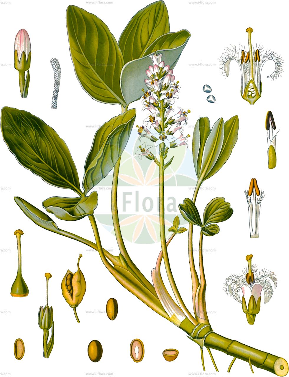 Menyanthes trifoliata - Menyanthaceae,Plantae,Pteridobiotina,Angiosperms,Asterales,Menyanthaceae,Menyanthes,Menyanthes trifoliata,Menyanthes americana, Menyanthes latifolia, Menyanthes palustris, Menyanthes paradoxa, Menyanthes tridentata, Menyanthes trifoliata f. brevistyla, Menyanthes trifoliata f. macrophylla, Menyanthes trifoliata f. microphylla, Menyanthes trifoliata subsp. verna, Menyanthes trifoliata var. minor, Menyanthes trifoliata var. paradoxa, Menyanthes trifoliata var. trifoliata, Menyanthes trifolium, Menyanthes verna,Fieberklee;Bitterklee;Biberklee;Sumpfklee;Zottenblume;bogbean;buckbean;common bogbean;marsh trefoil;Trèfle d'eau;trèfle des marais;ményanthe trifoliée;ményanthe à trois folioles;ményanthe trifolié;trebol de agua;menianto;fibrino;trébol acuático;trébol de agua;trébol de castor;Trifoglio fibrino;trifoglione d'acqua;sacarfano;menianto;knickend nagelkruid;waterdrieblad;trevo-de-água;fava-de-água;fava-dos-pântanos;faveira-de-água;menianto;trevo-dos-charcos;trifólio-fibrino;вахта трёхлистная;suyoncası;meniantë;tërfili i kënetave;trèvol d'aigua;močvarna trolistica;knapp-vädd;vanlig vattenklöver;vattenklöver;bukkeblad;bobrek trójlistkowy;mitsuga-shiwa;ミツガシワ;navadni mrzličnik;vidrafű;vachta trojlistá;trifoiște;vachta trojlistá;бобівник трилистий;водна детелина;ubaleht;trejlapu puplaksis;bukkeblad;raate;horblaðka;горки тролист;горска грчица;горчица;дугостапна тролистица;trilapis puplaiškis;shuì cài;睡菜