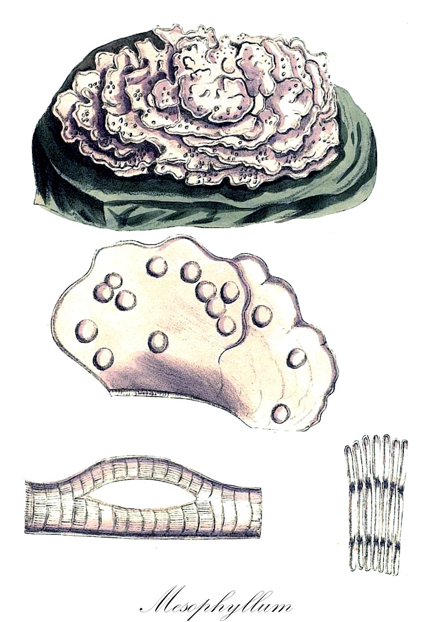 Mesophyllum - Entodontaceae,Biota,Plantae,Rhodophyta,Eurhodophytina,Florideophyceae,Corallinales,Mesophyllumaceae,Mesophyllum,Polyporolithon, Stereophyllum