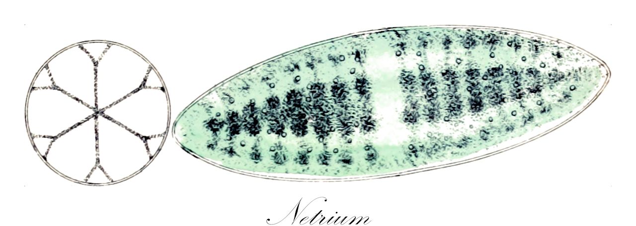 Netrium - Charophyta,Biota,Plantae,Charophyta,Conjugatophyceae,Zygnematales,Mesotaeniaceae,Netrium