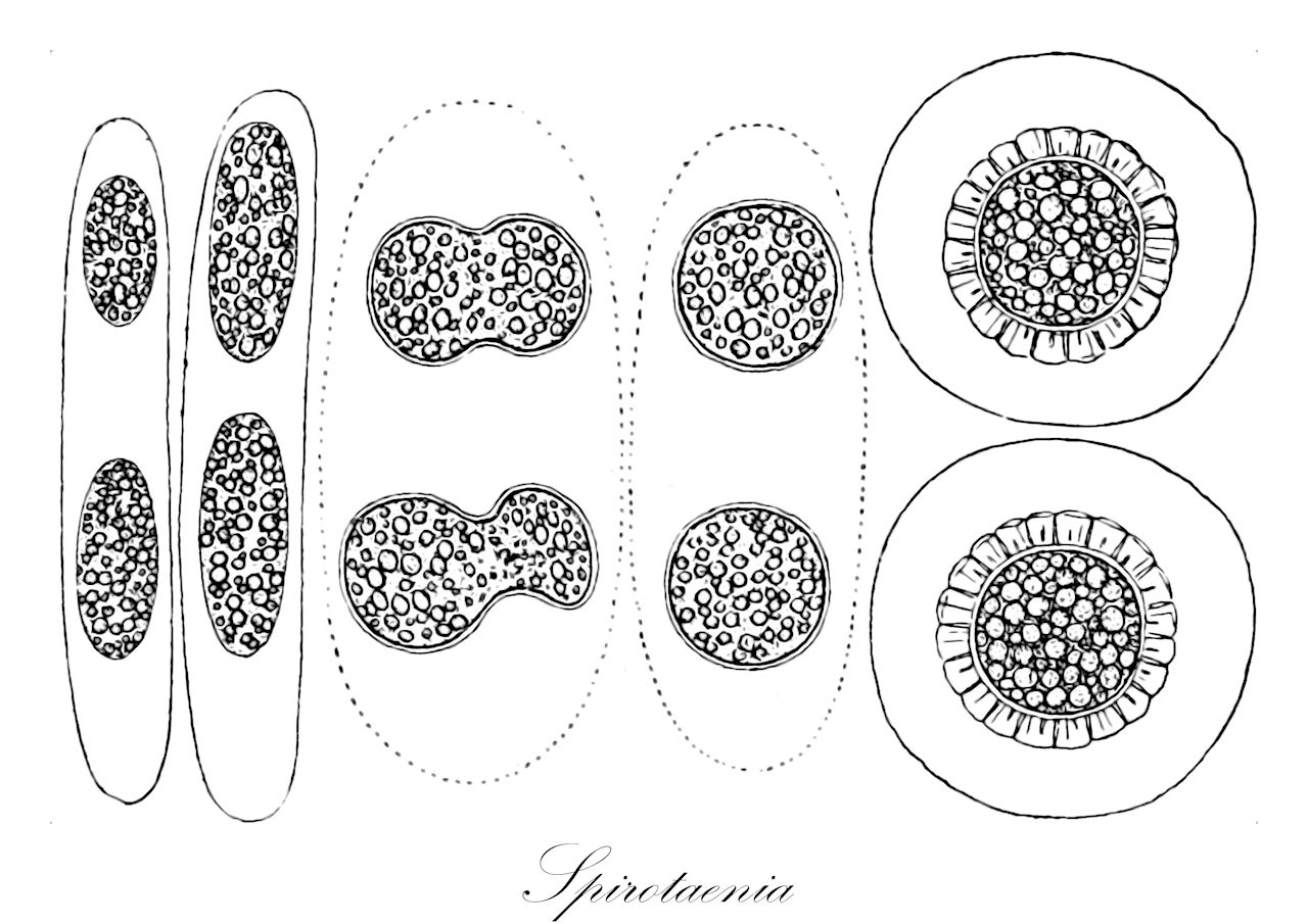 Spirotaenia - Charophyta,Biota,Plantae,Charophyta,Conjugatophyceae,Zygnematales,Mesotaeniaceae,Spirotaenia,Endospira, Entospira