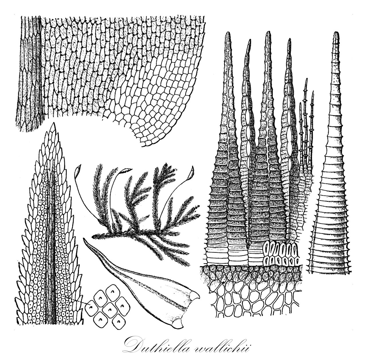 Duthiella wallichii - Meteoriaceae,Plantae,Bryobiotina,Bryophyta,Bryopsida,Bryidae,Hypnanae,Hypnales,Meteoriaceae,Duthiella,Duthiella wallichii,Duthiella myuriiformis, Duthiella robusta, Hypnum wallichii, Leskea wallichii, Pseudoleskea wallichii