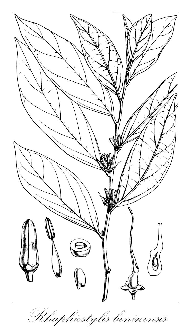 Rhaphiostylis beninensis - Metteniusaceae,Plantae,Pteridobiotina,Angiosperms,Metteniusales,Metteniusaceae,Rhaphiostylis,Rhaphiostylis beninensis,Apodytes beninensis, Apodytes beninensis, Ptychopetalum cuspidatum, Rhaphiostylis heudelotii, Rhaphiostylis jollyana, Rhaphiostylis latifolia, Rhaphiostylis scandens, Rhaphiostylis stuhlmannii, Rhaphiostylis zenkeri