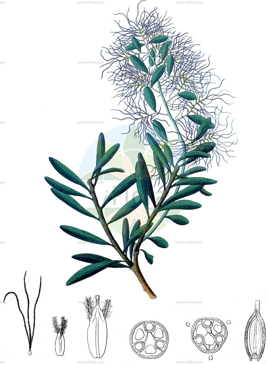 Misodendrum oblongifolium - Misodendraceae,Plantae,Pteridobiotina,Angiosperms,Santalales,Misodendraceae,Misodendrum,Misodendrum oblongifolium,Archiphyllum oblongifolium, Misodendrum oblongifolium var. lilacinum