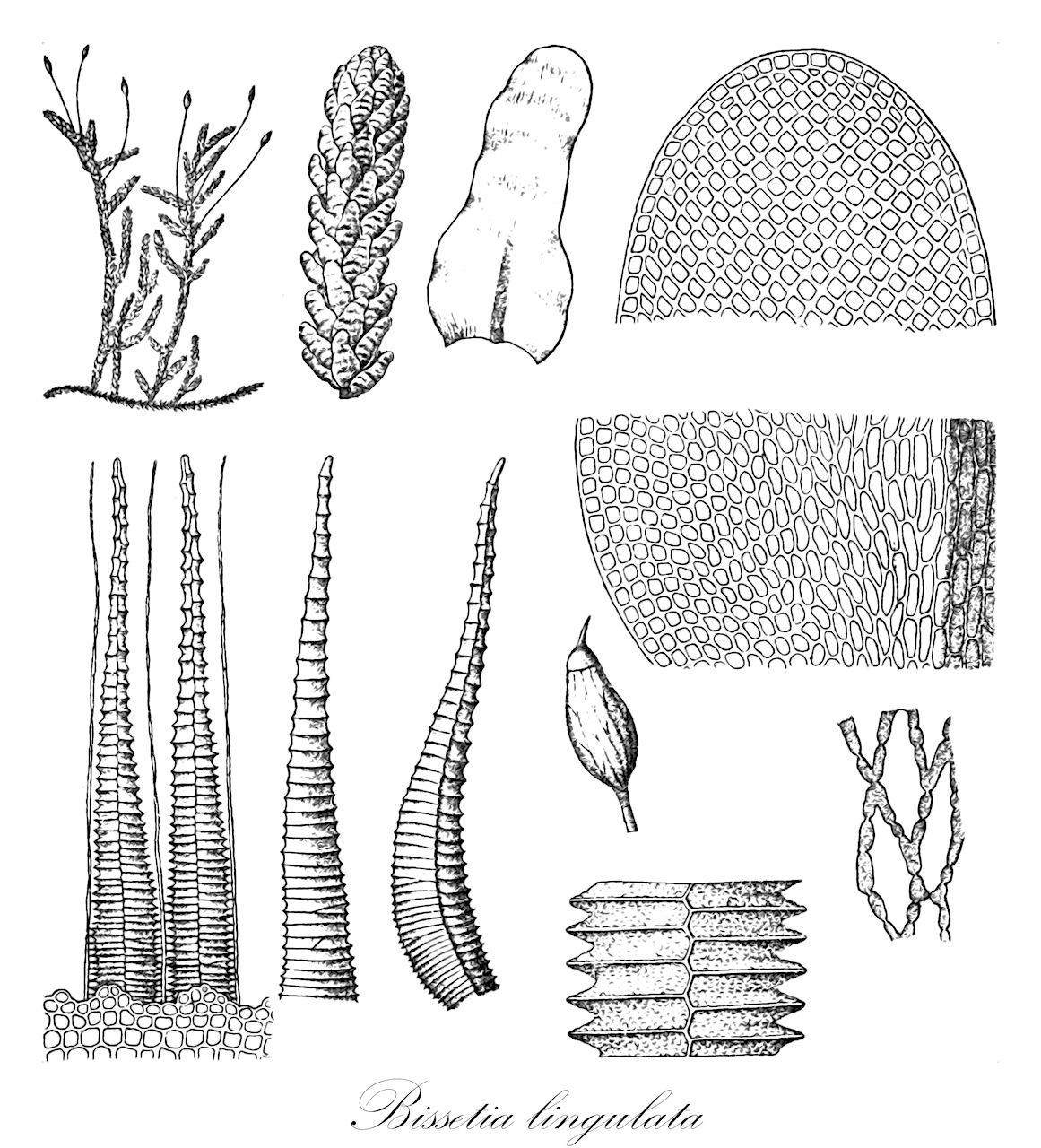 Bissetia lingulata - Miyabeaceae,Plantae,Bryobiotina,Bryophyta,Bryopsida,Bryidae,Hypnanae,Hypnales,Miyabeaceae,Bissetia,Bissetia lingulata,Neckera lingulata